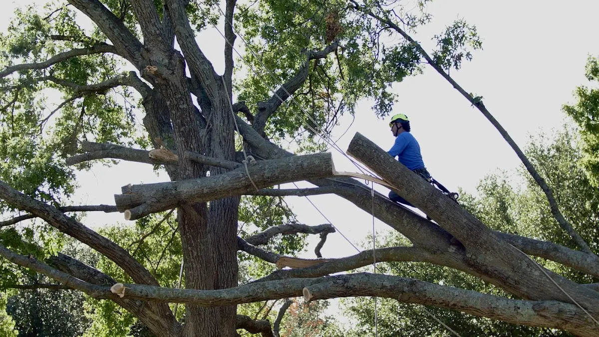 Professional Crown Thinning performed by certified arborists in Felt