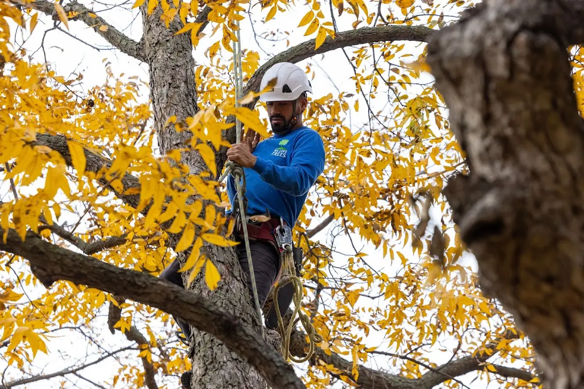 Skilled Tree Trimming crew working in Felt